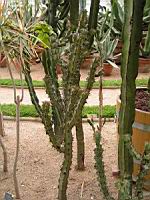 Euphorbe - Euphorbia Caerulescens (fam Euphorbiacees) (Afrique du sud) (01) (Photo F. Mrugala)
